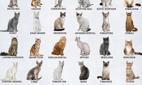 菜类营养成分表图片-菜类营养成分表网 - 蔬菜营养成分,菜类营养价值排名